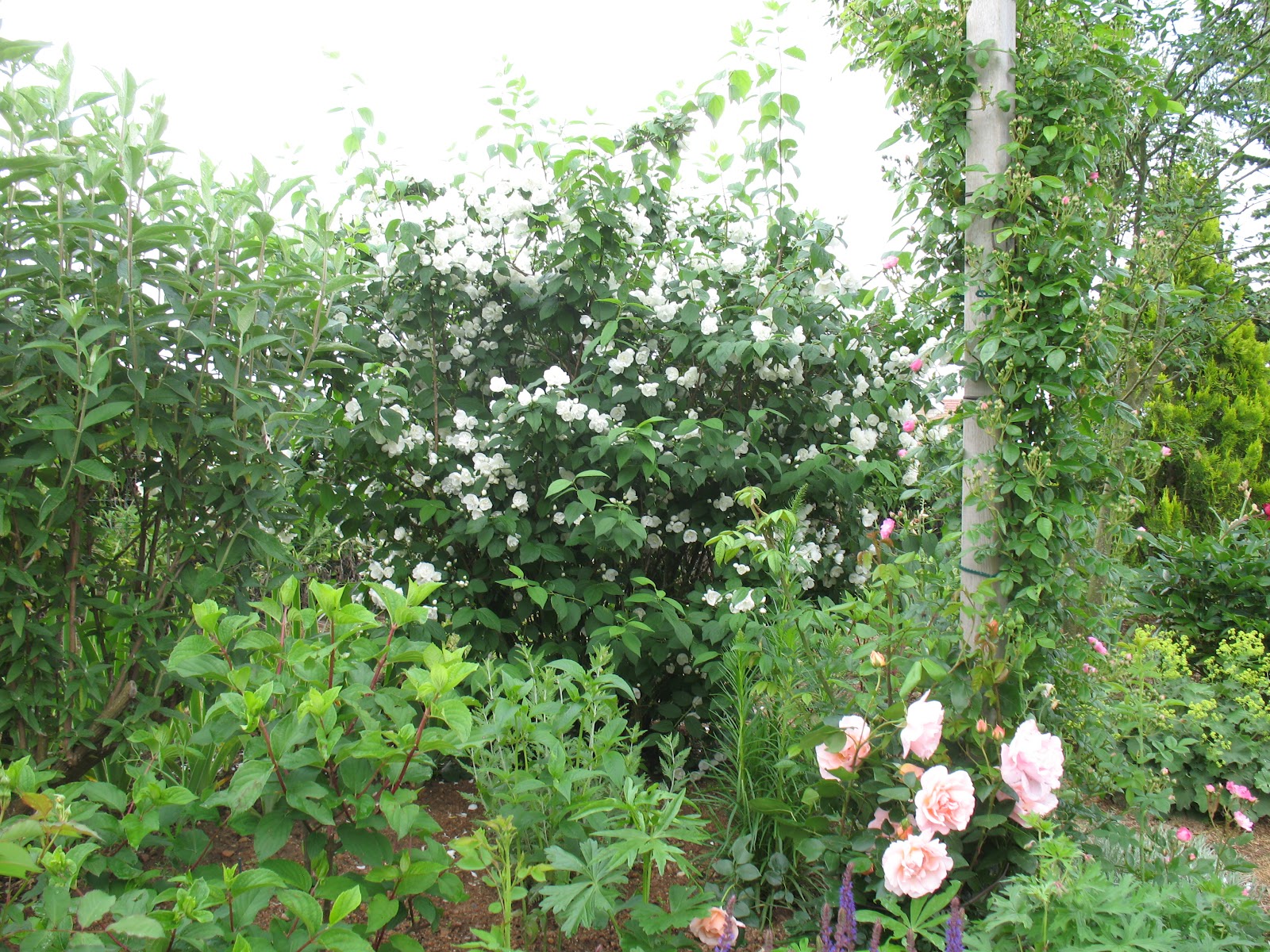Roses Du Jardin Cheneland Seringat Coronarius