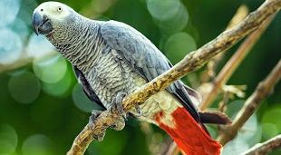 The African Grey atau sebutanya burung parot