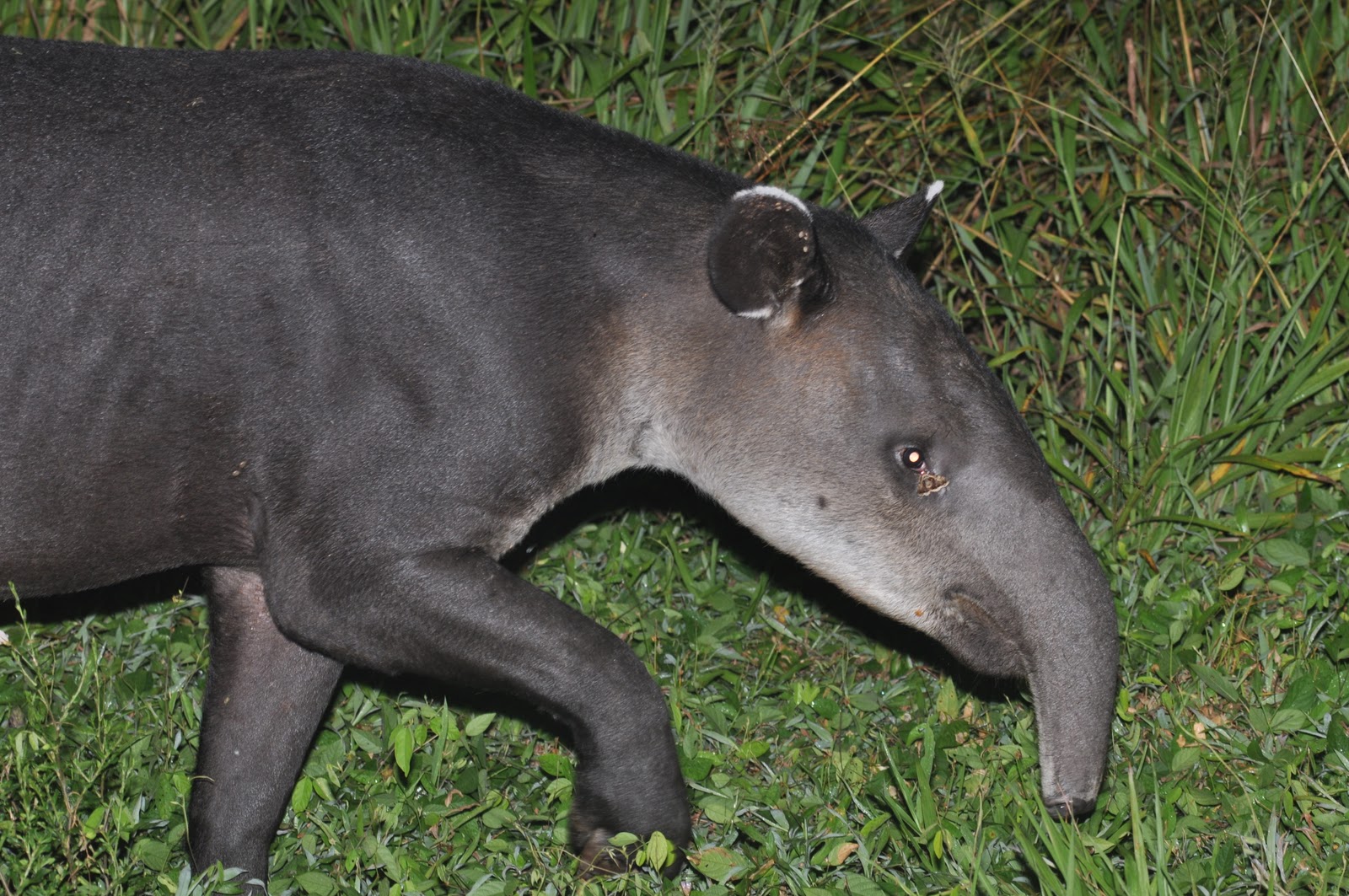 Спаривание тапиров крупным планом