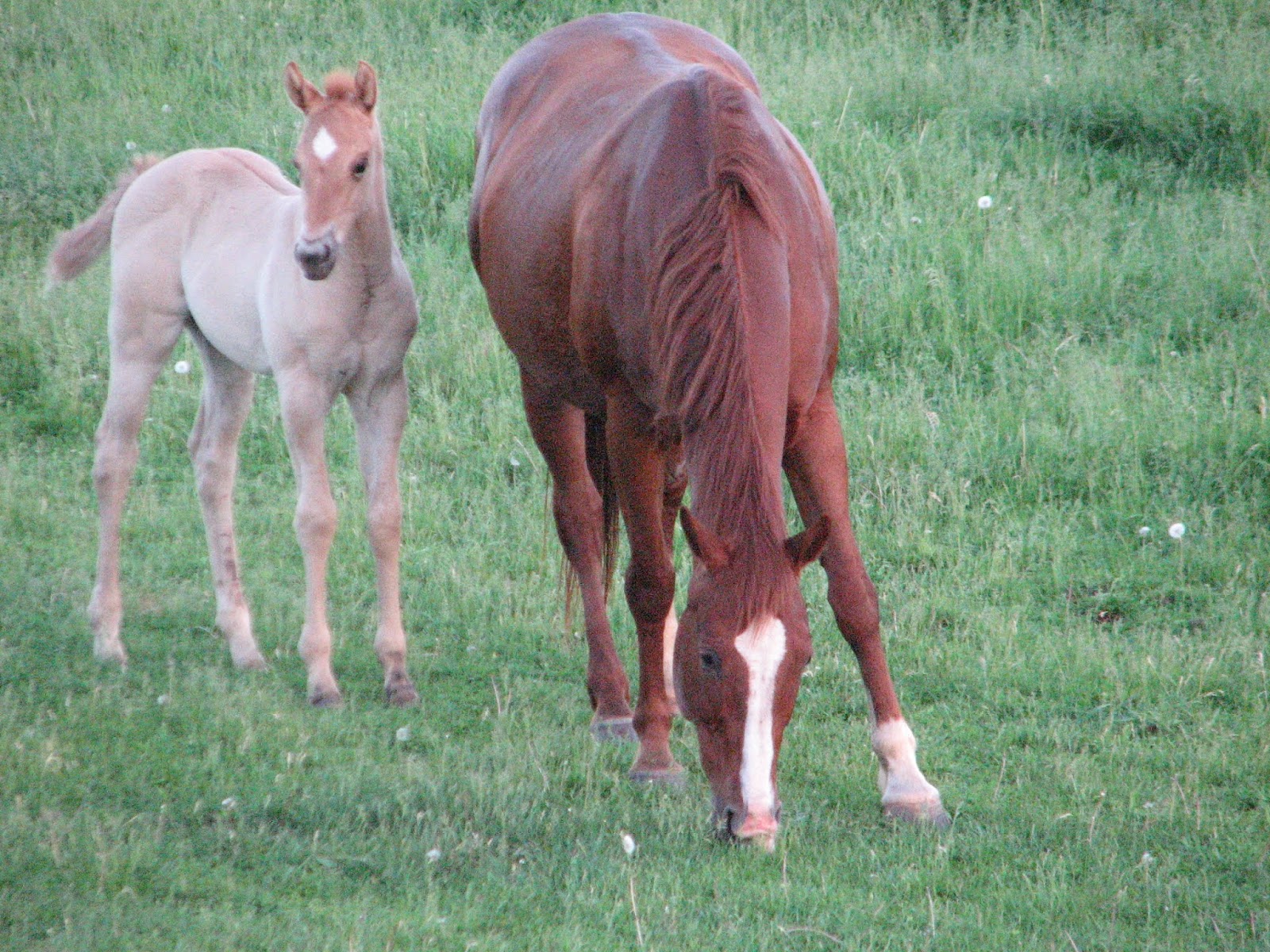 Windy Creek Quarter Horses