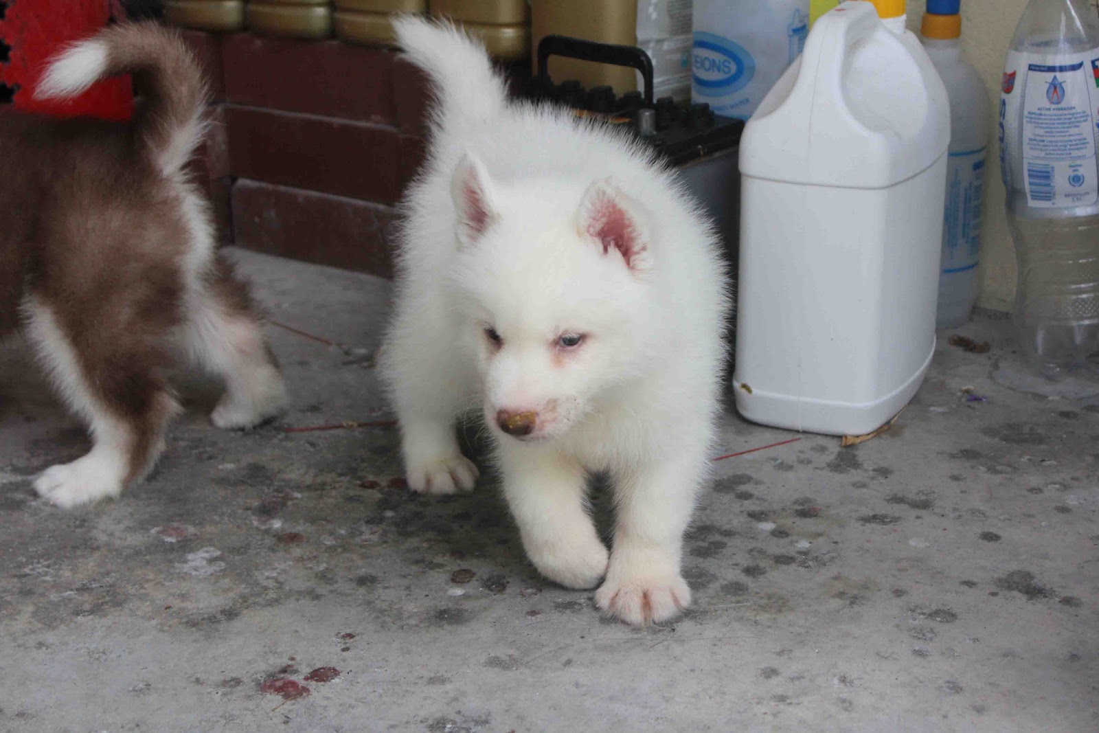 LovelyPuppy Full White Siberian Husky Puppy