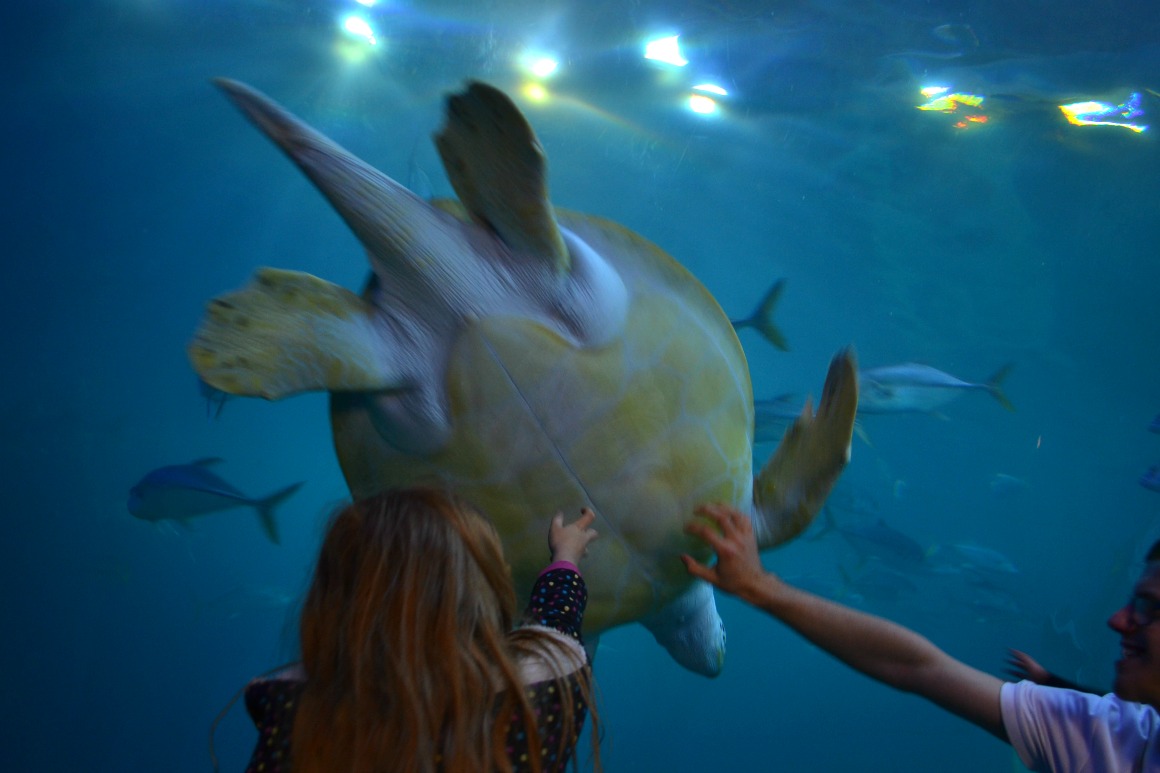 Devon Mummy devon-mummy