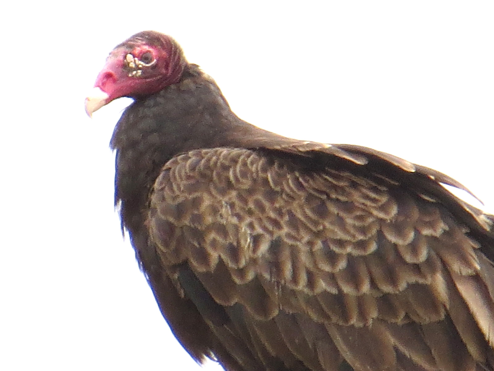 BirdsEyeViews Memorable Memorial Day Birds in Virginia