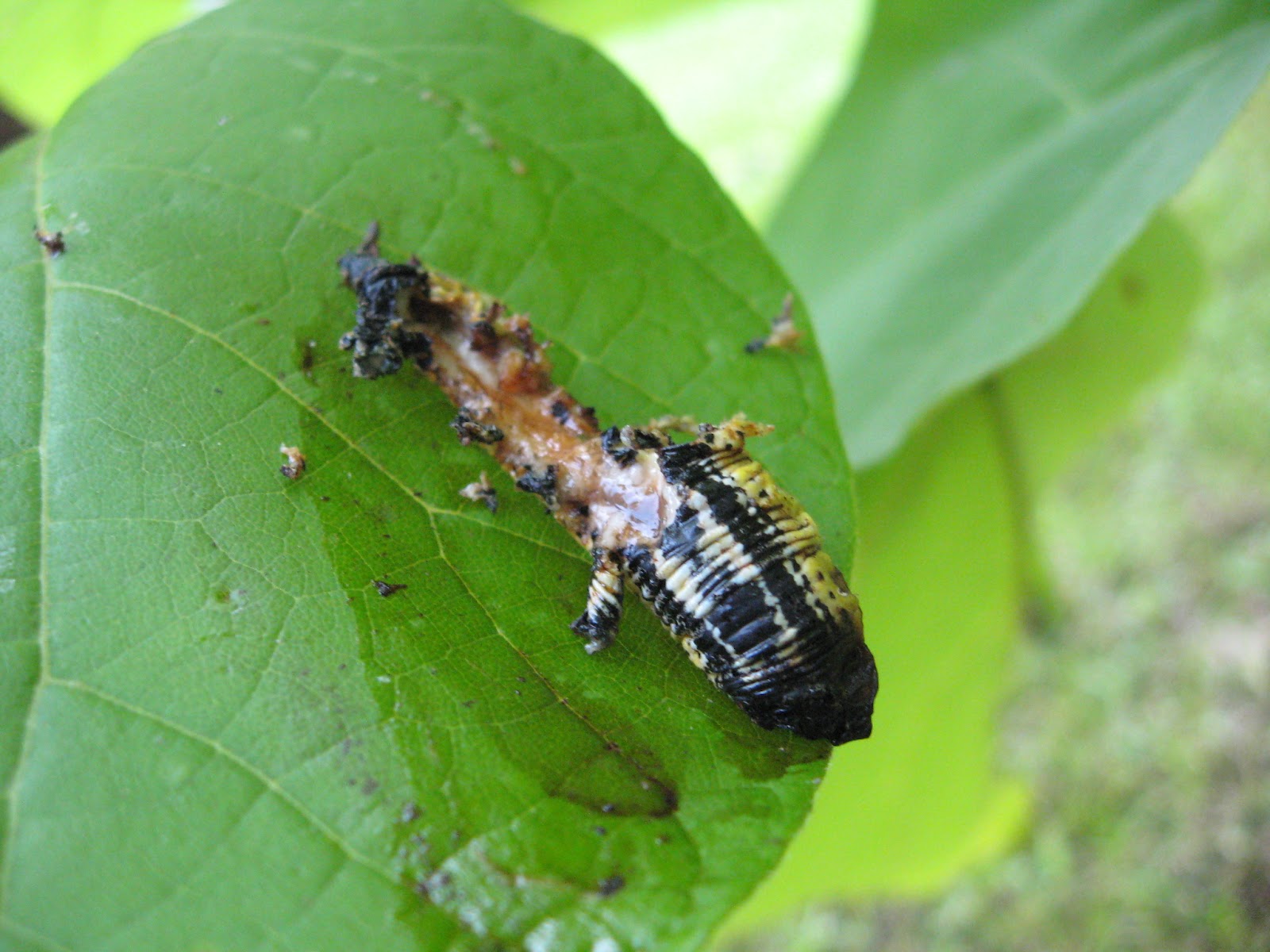 Normal Biology: Insect Explosion: Parasitoid or Bird?
