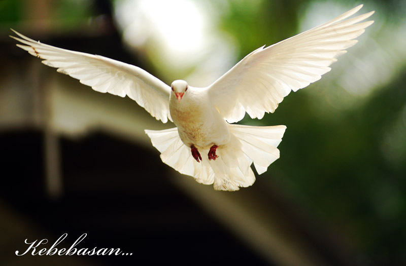 Mengapa Burung Merpati Jadi Simbol Perdamaian asalteriak
