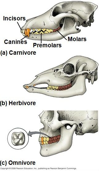 The Palaeo Post: Mammalian Dentition