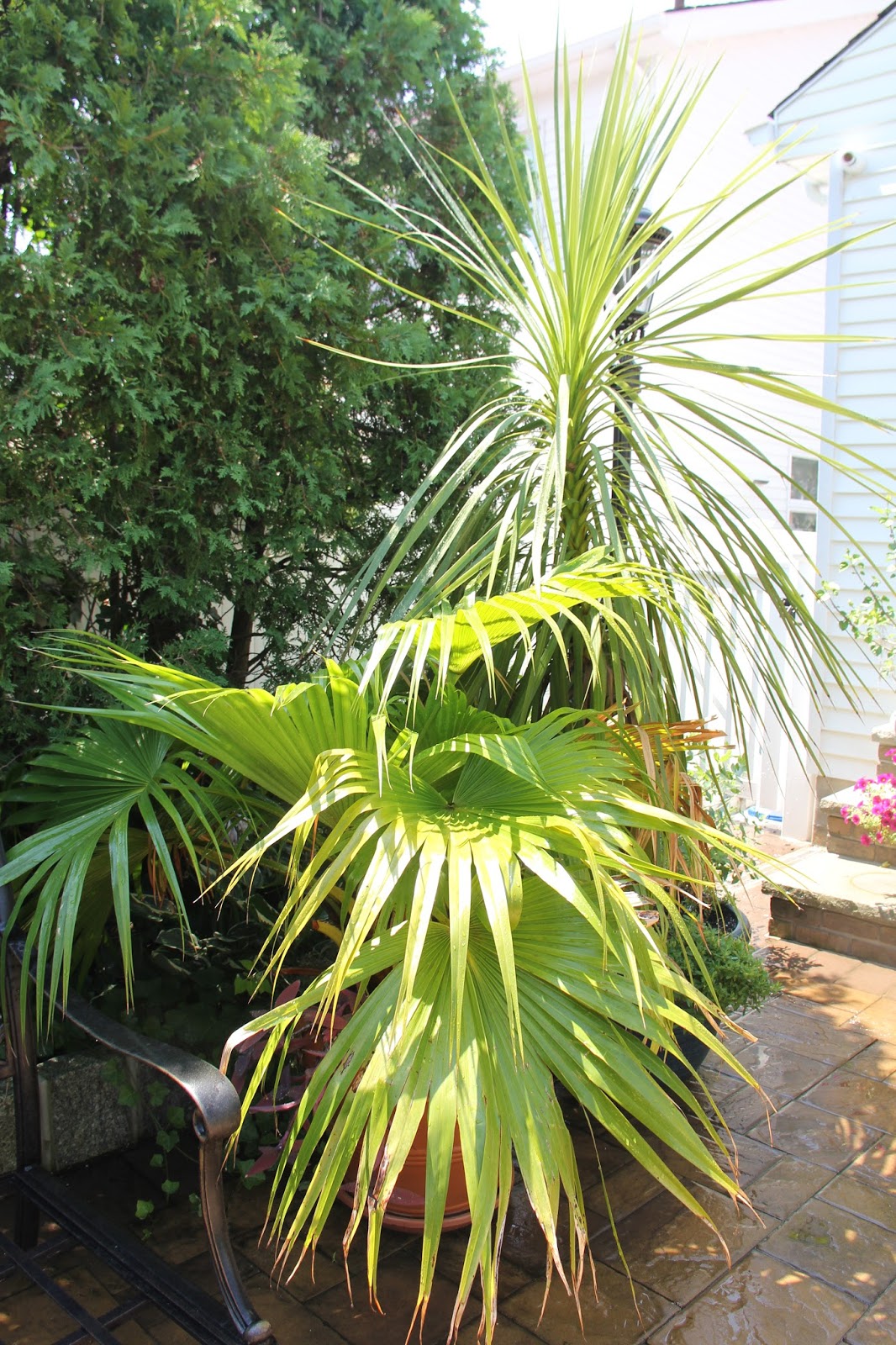 Tropical Gardening in New York City! Late July Update Zone 7 Palm Trees