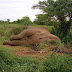 In Ethiopia there Has Just Been One Of The Largest Massacres Of Elephants Killed In One Day By Poachers