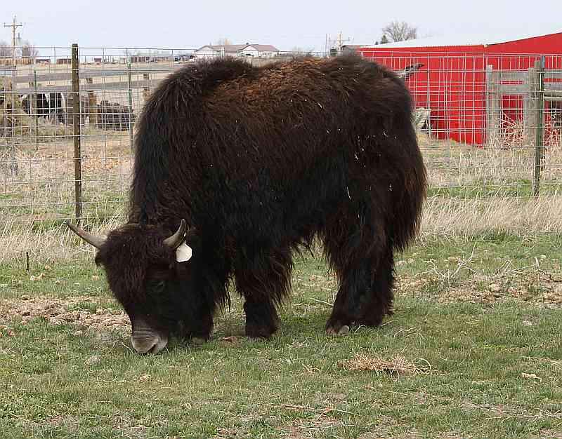Easy Living the Hard Way Yak Meat
