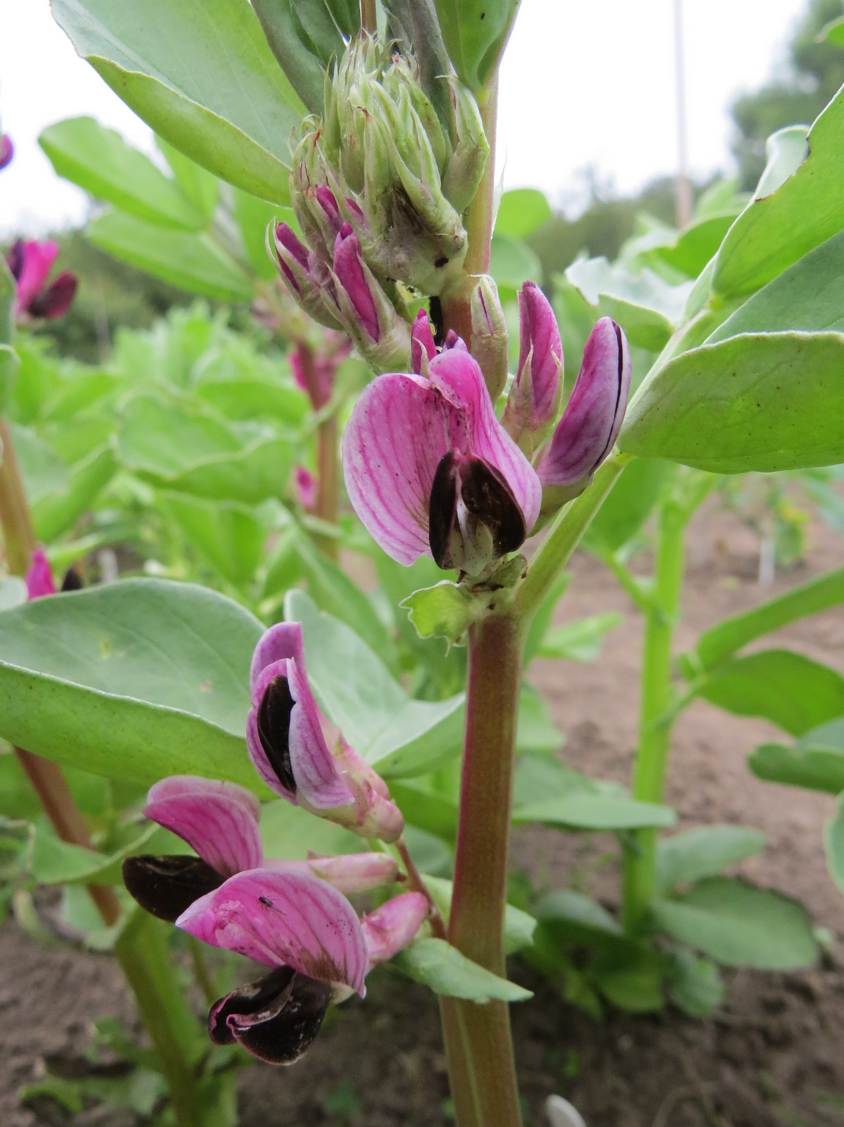 Growing Food, Saving Seeds Colourful Broad bean flowers