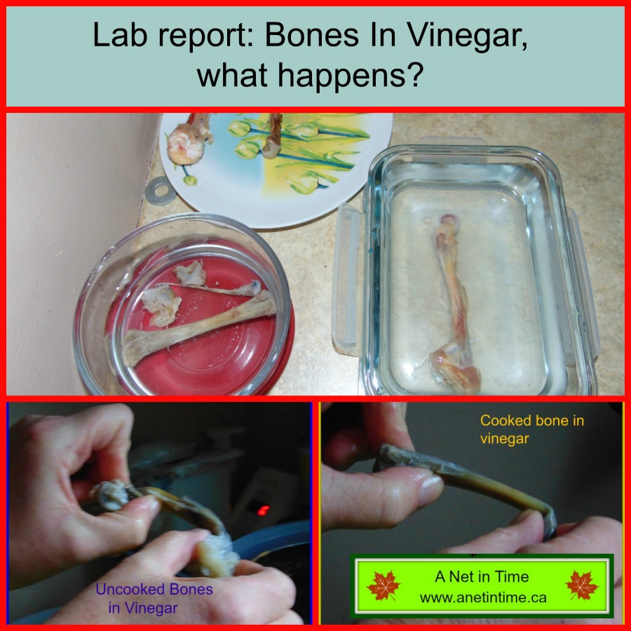 Lab Report What happens if put bones into vinegar. A Net in Time