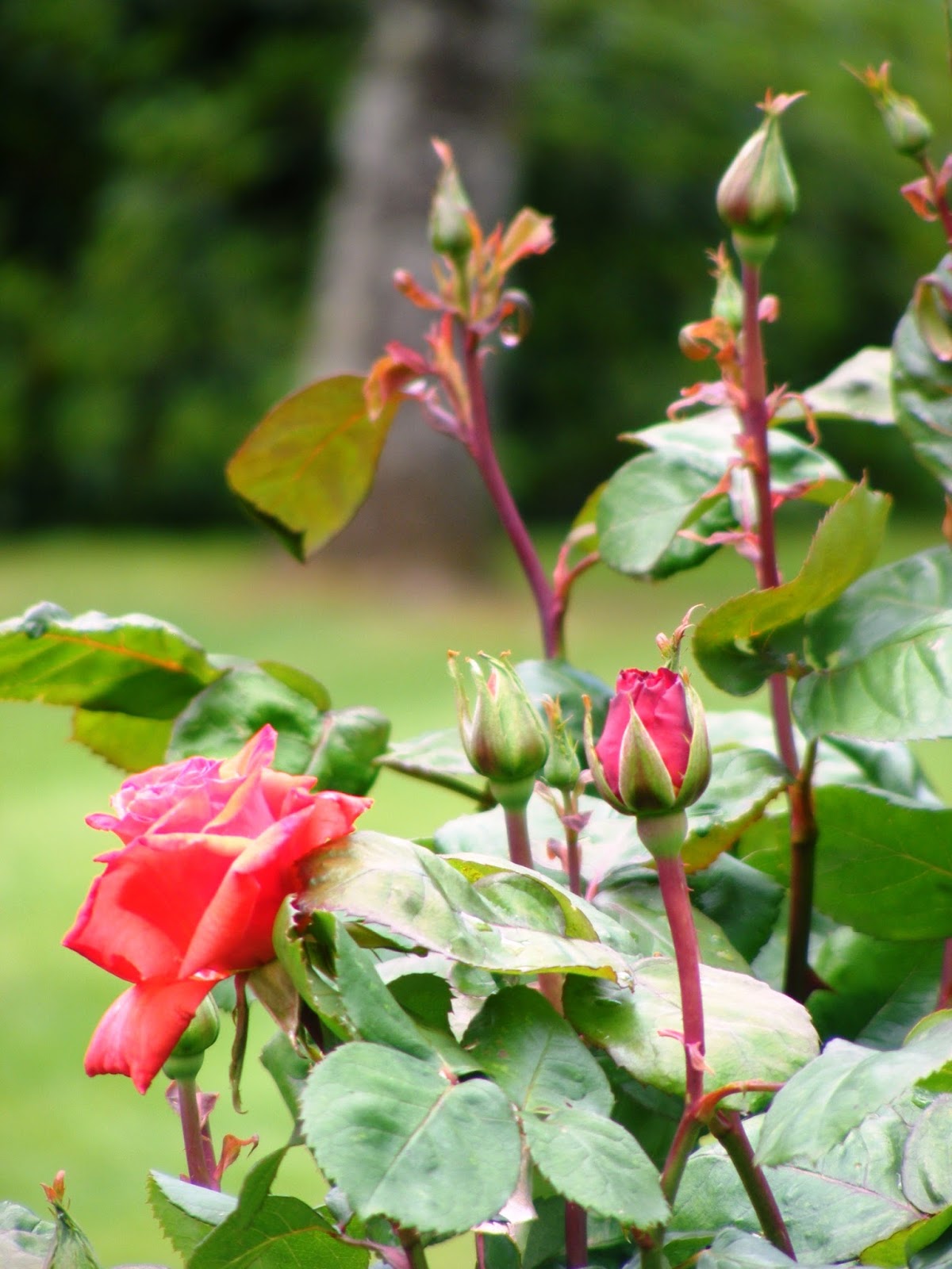 Dursley Garden - Wairarapa, NEW ZEALAND: Spring Roses at Dursley