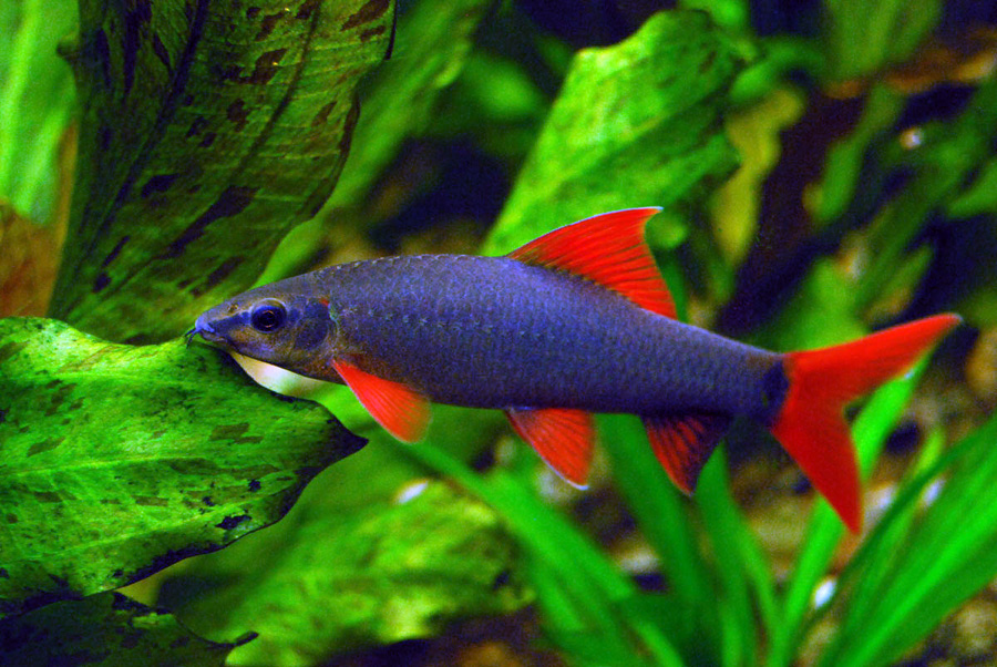 The Technique Of Maintaining Rainbow Shark Fish In An Aquarium