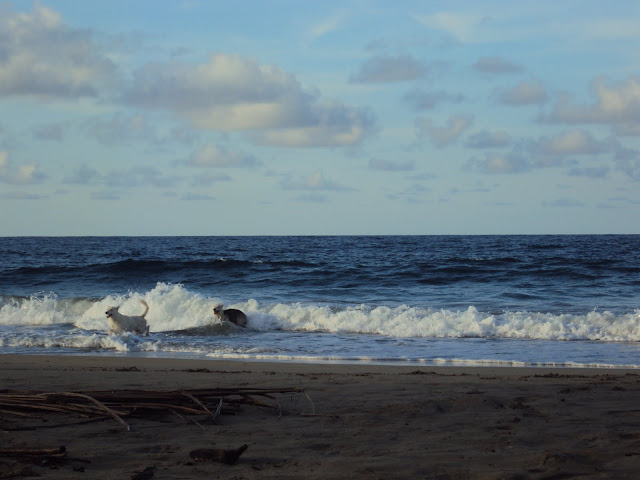 Playa  del caribe