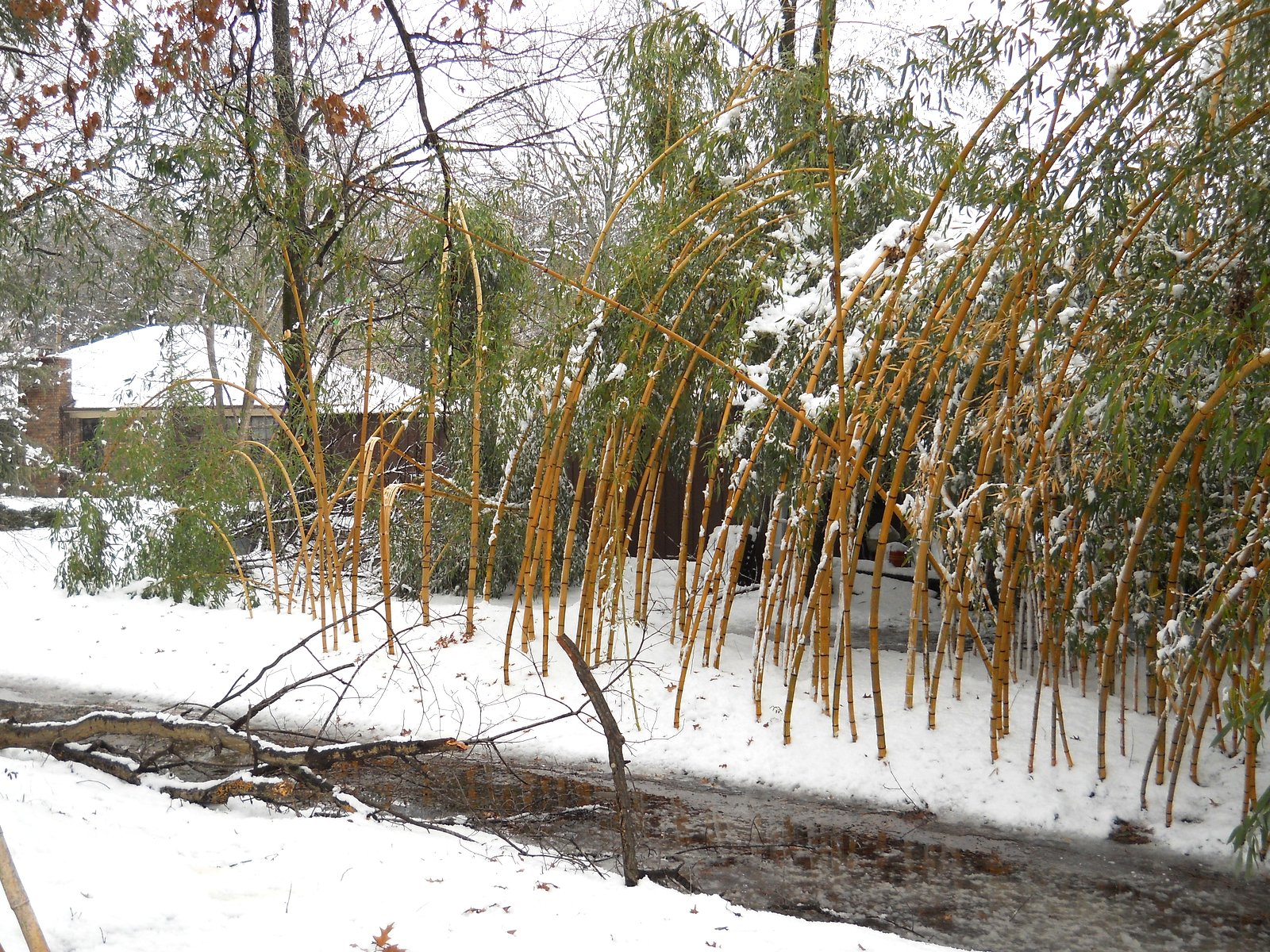 Bill's Big Bamboo WINTER BAMBOO DAMAGE