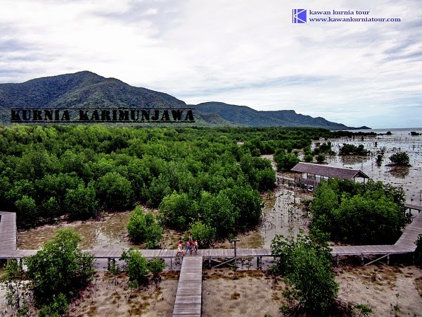 pemandangan di track mangrove