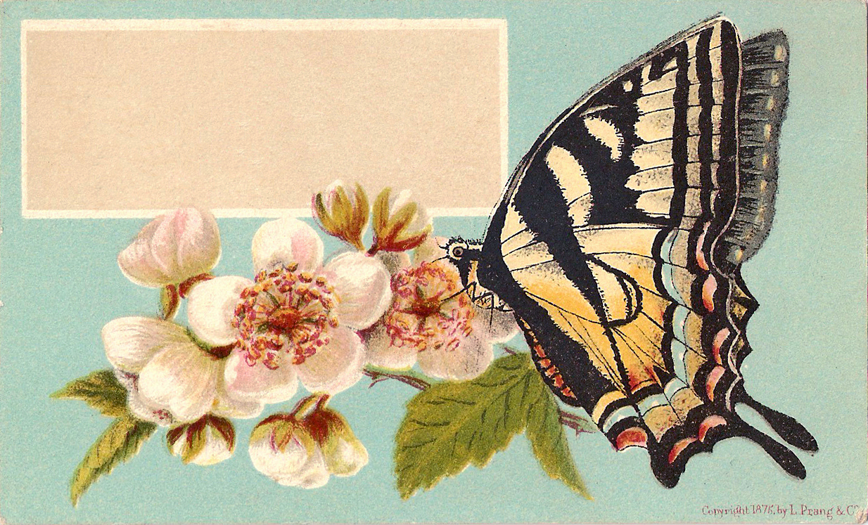 free vintage butterfly clipart - photo #13