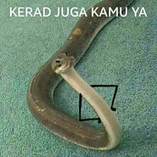 Kerad Kerad