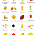 field botany  leaf morphology 