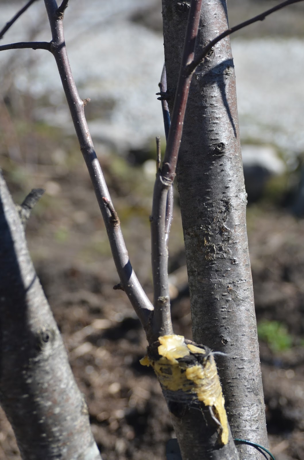 Roche Fleurie Garden Apple Tree Grafting