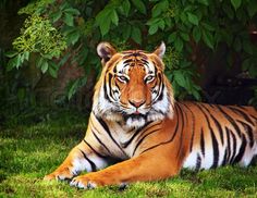 tiger images