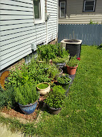 container herb garden