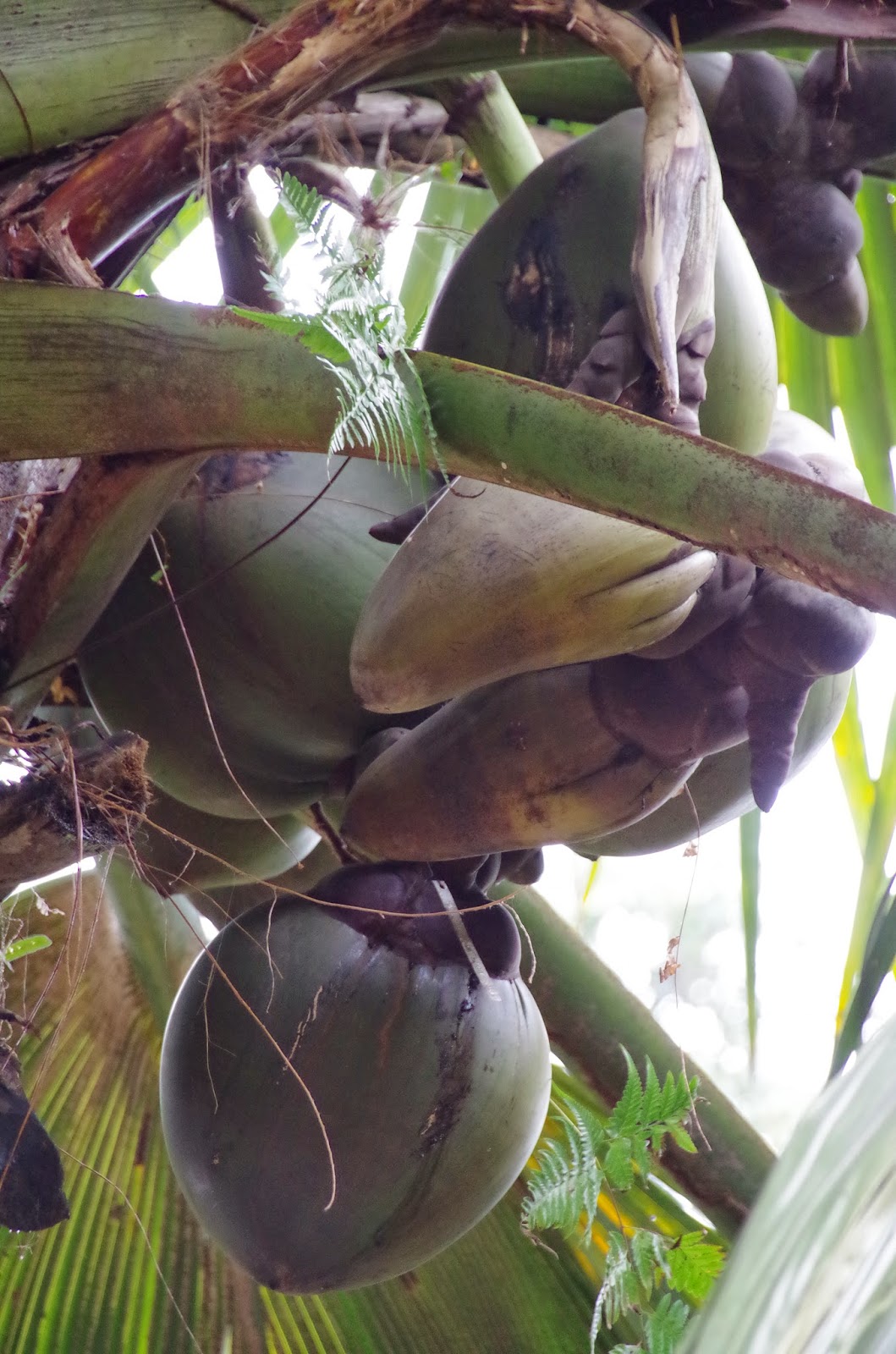 Trees and Plants: Double Coconut (Kelapa Laut)