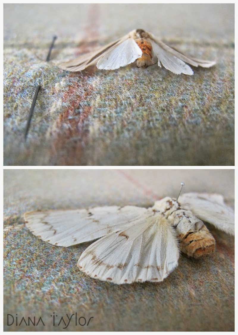 Velvet Moth Studio THE BEAUTY OF MOTHS
