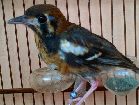 5 Cara Mudah Membedakan Anis Kembang Bakalan Jantan Paling Akurat Kicau Mania