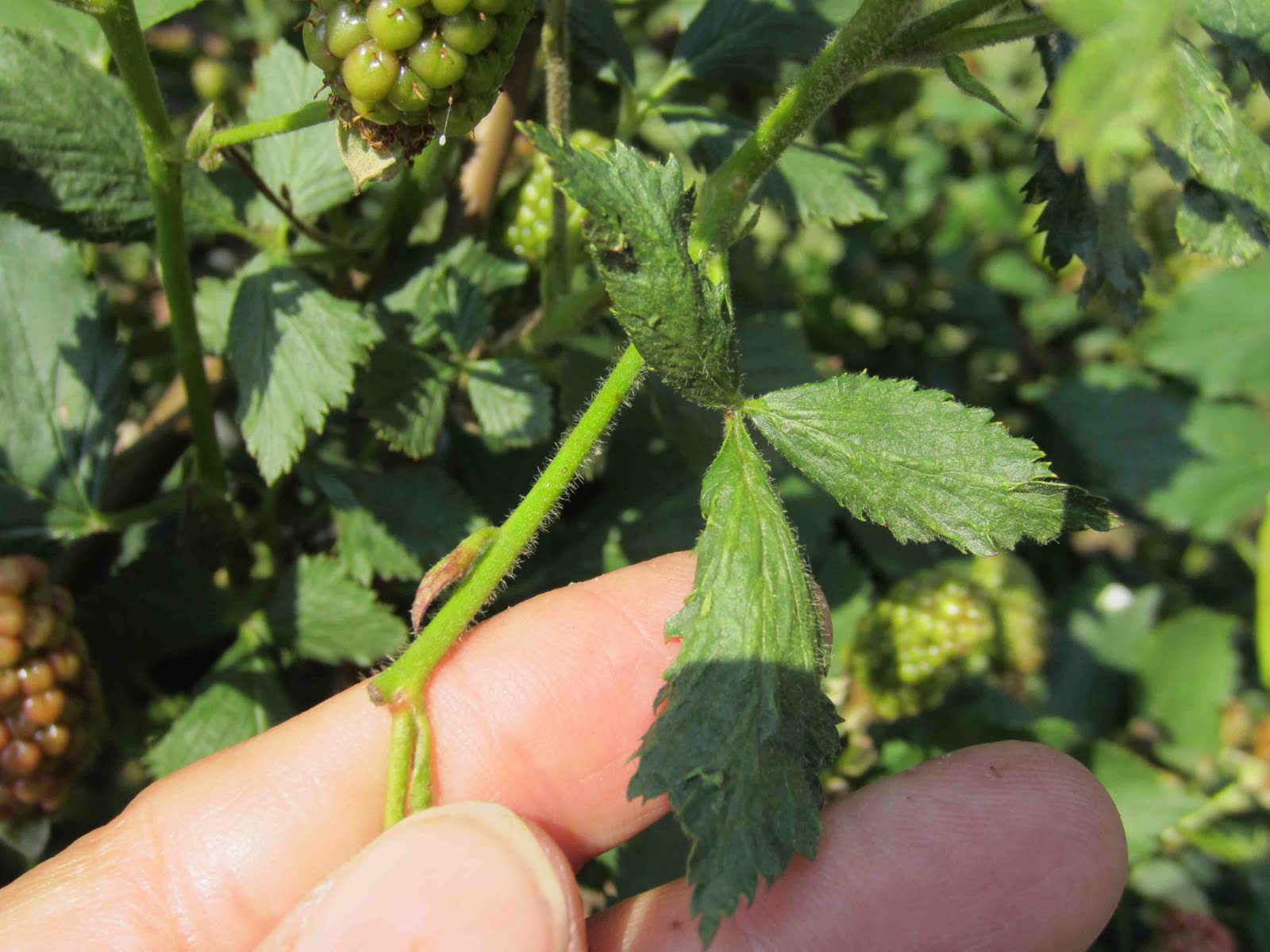 Team Rubus Blackberry Virus Project