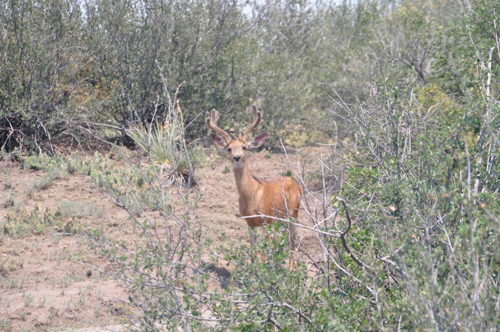 deer Colorado Springs