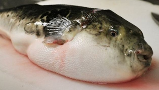  Ikan Ini Terkenal dengan sebutan Ikan Buntal beracun tetapi apabila psobati dan mengerti d Ikan Buntal