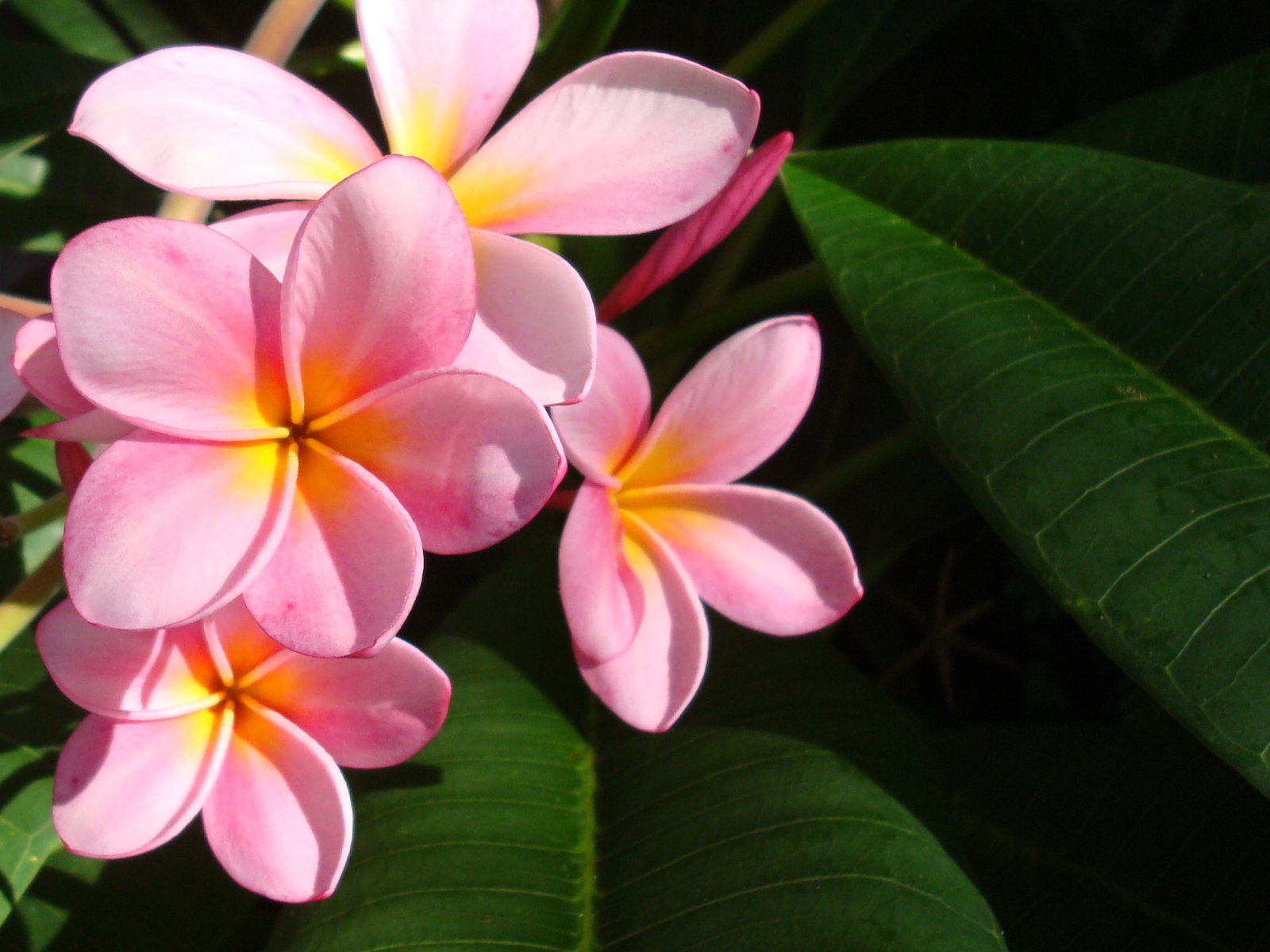 Wallpapernarium Flores Rosadas Muy Bonitas