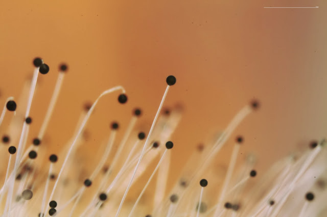 Calculated Images: Mould