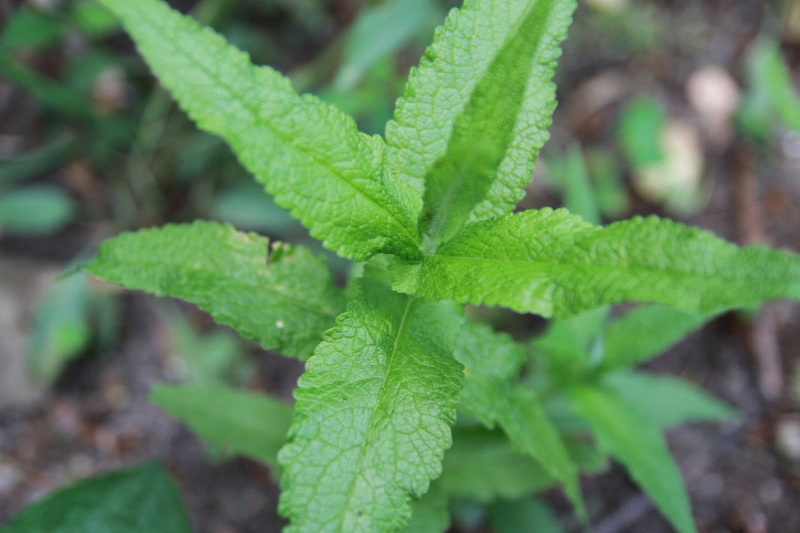 Chicago Native Plants