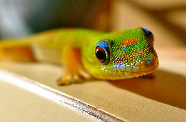 The Amazing Gecko: 20 Interesting Facts about the World's Most Species-Rich  Lizard | The Ark In Space