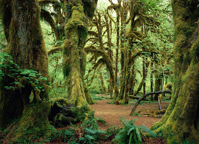 10 fotografías del bosque (lugares para respirar aire puro)