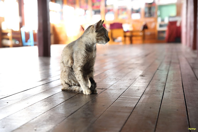 Objetivo Birmania - Blogs de Myanmar - 07-08-16. Paseo por el lago Inle. (9)