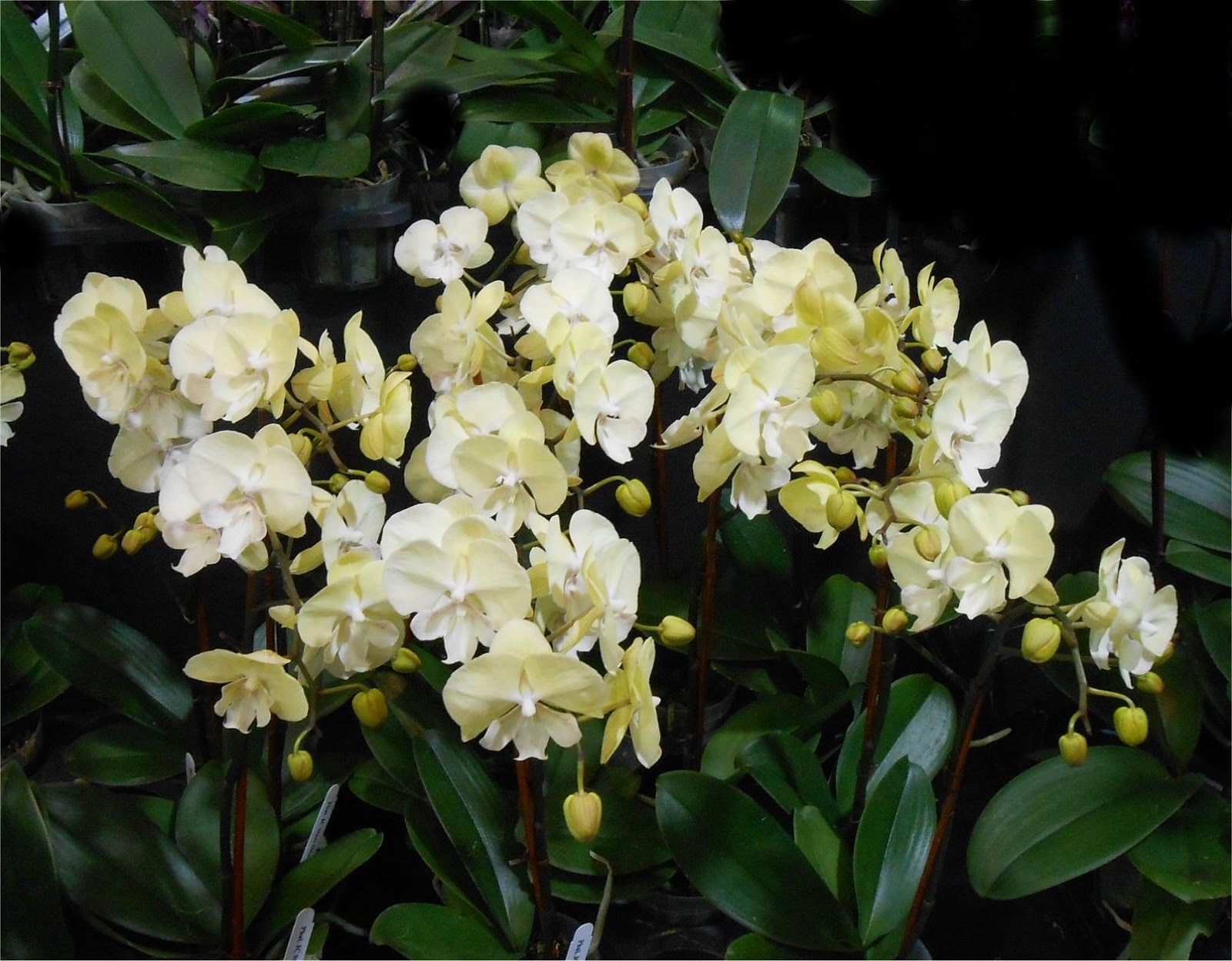 My Virtual Garden Orchid Show 2019 Part 4