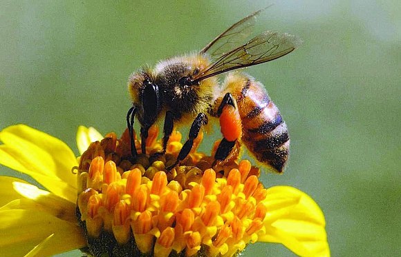 العوامل التى تدفع النحل لجمع حبوب اللقاح