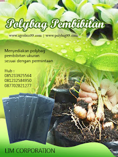  polybag tumbuhan harga pabrik di Sidoarjo Tips Pertanian - 08123.258.4950 | Jual Polybag Murah Harga Murah di Sidoarjo Jawa Timur