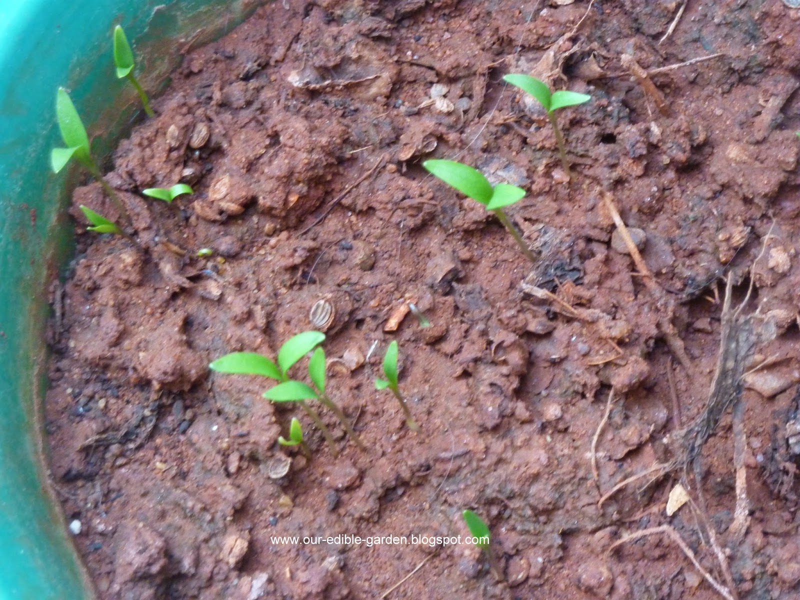Our Edible Garden The lifecycle of Coriander