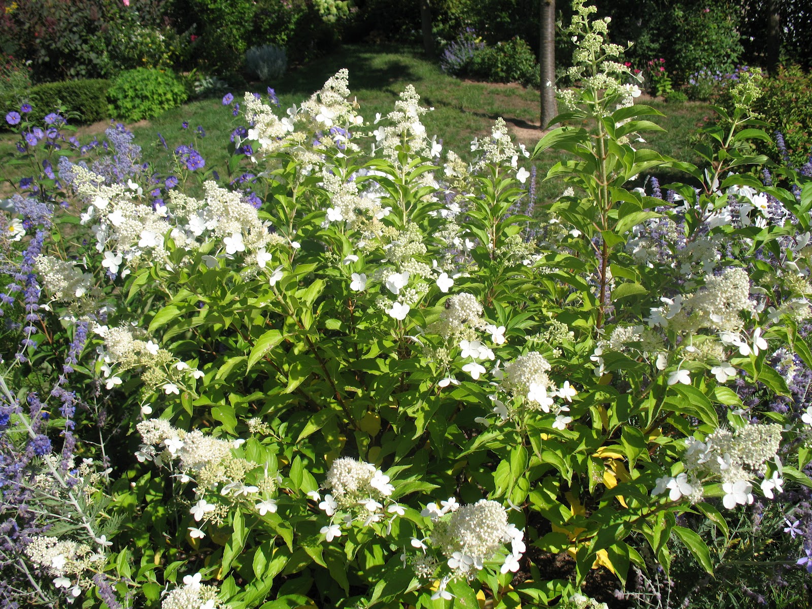 Roses Du Jardin Cheneland Taille Des Hydrangeas