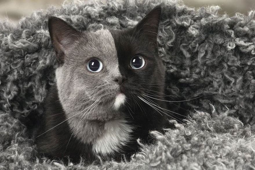 Kitten Born With An Extraordinary Face Grows Up To Be An Incredibly Adorable Cat