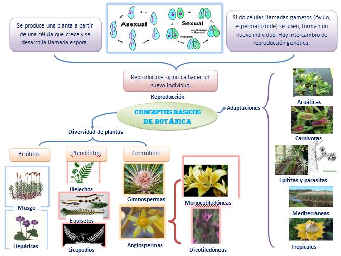 conceptos basicos de botanica