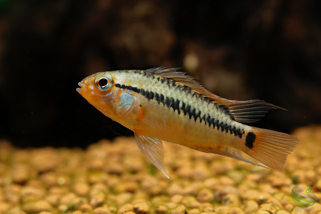 Apistogramma Viejita from Rio Guarrojo