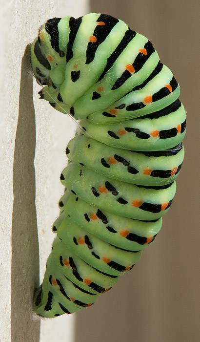Observando la naturaleza: Ciclo completo de la mariposa Papilio machaon