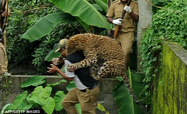 Leopard on the loose: Big cat goes on the attack after straying into ...