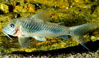 Jenis Ikan Corydoras allisae