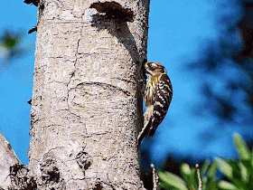 Japanese Pygmy Woodpecker, GIF